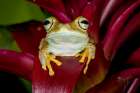 Emerald-eyed tree frog resting on bromeliad. Art Print